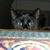 Lynda Herreman's profile image