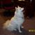 Dorothy Maule's profile image