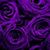 Amy Elizabeth Donnelly's profile image