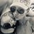 Grace Zenaide's profile image