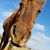 Myka Hirschey's profile image