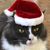 Pam Lippincott's profile image