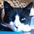 Man Cat Logan's profile image