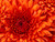 Sherrie C.'s profile image