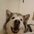 Lisa Krook Morris's profile image