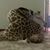 Roxann Lhamon Andrews's profile image