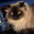 Anne Marie Rovere's profile image