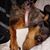 Tabitha Reyes's profile image