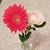 Pauline Demetri's profile image