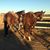 Sandra Garrett-Shorty's profile image