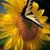 Rosa Erika Soto's profile image