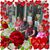 Christine Dorsett Santos's profile image