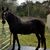 Lucy Jackson Buchanan's profile image