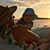 Debbie Nielsen Hansman's profile image