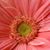 Lori Paisley's profile image