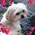 Vicki White's profile image