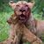 Labrea Tar Pits's profile image
