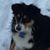 Lou Ann Caiazzo-Carvalho's profile image