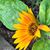 Sherry Michael Franks's profile image