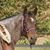 Rose Coffman's profile image