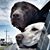 Jan Lanier Hogge's profile image