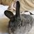 Shari Fleet-Kunin's profile image