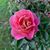 Lois Malachowski's profile image