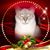 Gayle Allen's profile image