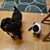 Sandy Thomas's profile image