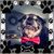 Chin Messina's profile image