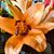 Renée Stamback Hargrove's profile image