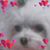 Jill Shapiro's profile image