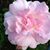 Brenda Jones's profile image