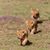 Sheila Schweig's profile image