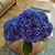 Marcia Cairns's profile image