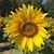 Debora Stiene Sage's profile image