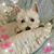 Rosanna Trimboli's profile image