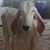 Luis Bronfield's profile image