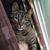 Hattie D. KittyCatty May's profile image