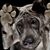 Zhara Um Nikko's profile image