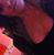 Deanna Delaney's profile image