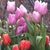Molly Emmerson's profile image