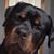Geoff Poston's profile image