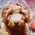Shahdad Javey's profile image