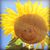 Kimberlee Ann Tompkins's profile image