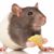 Robert Day Kenebrew's profile image