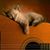 Don Wingle's profile image