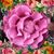 Deneen Stalter's profile image