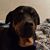 Robin Watterson's profile image