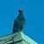 Gerardo Fuentes's profile image